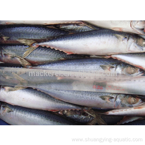 Frozen Whole Part Pacific Mackerel 150-200Gr To Egypt